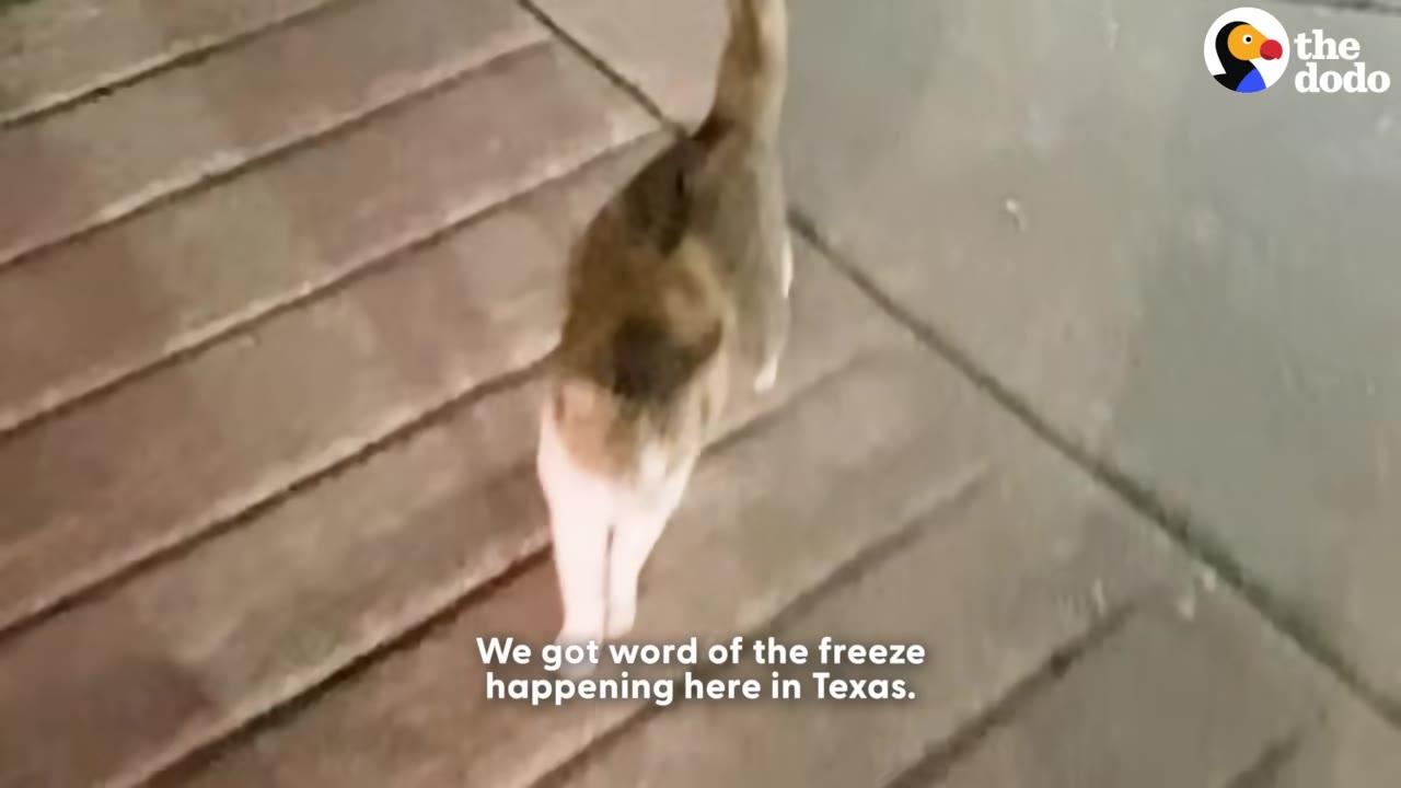 A calico cat walks along a wooden deck, with text on screen reading 'We got word of the freeze happening here in Texas.'