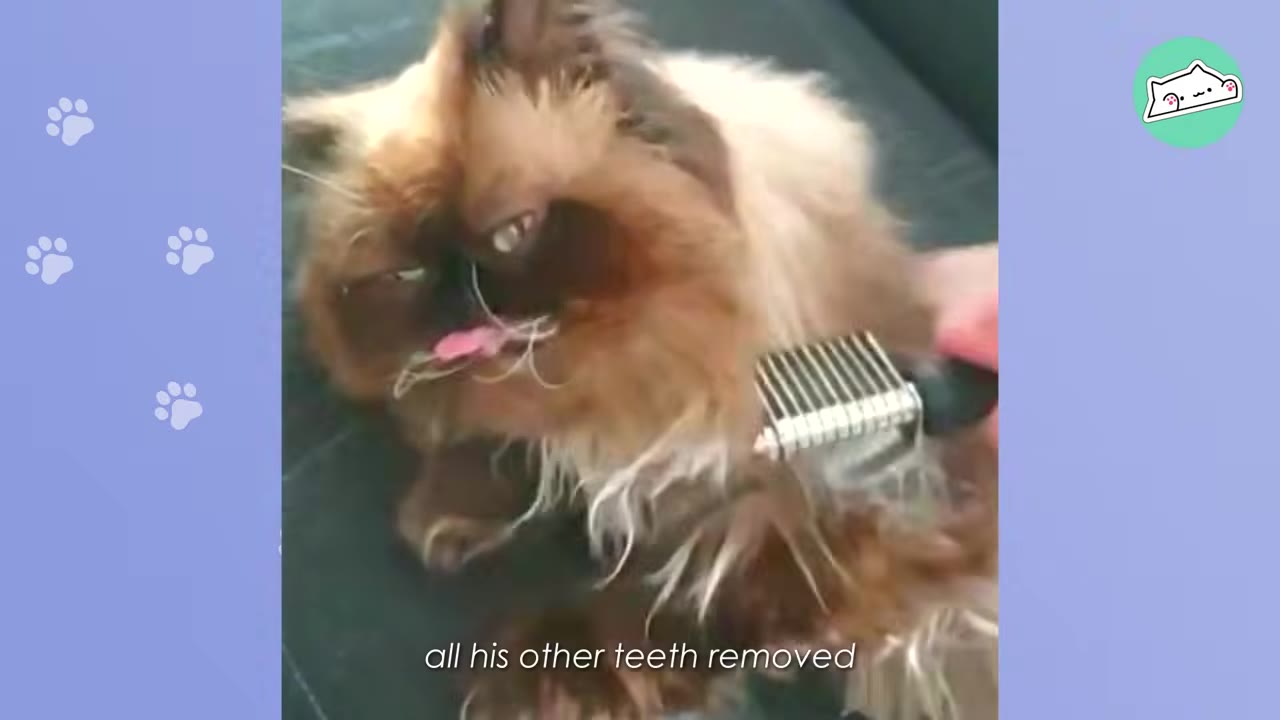 A fluffy brown and cream Persian cat lies down while being brushed, with text overlay reading 'all his other teeth removed'.