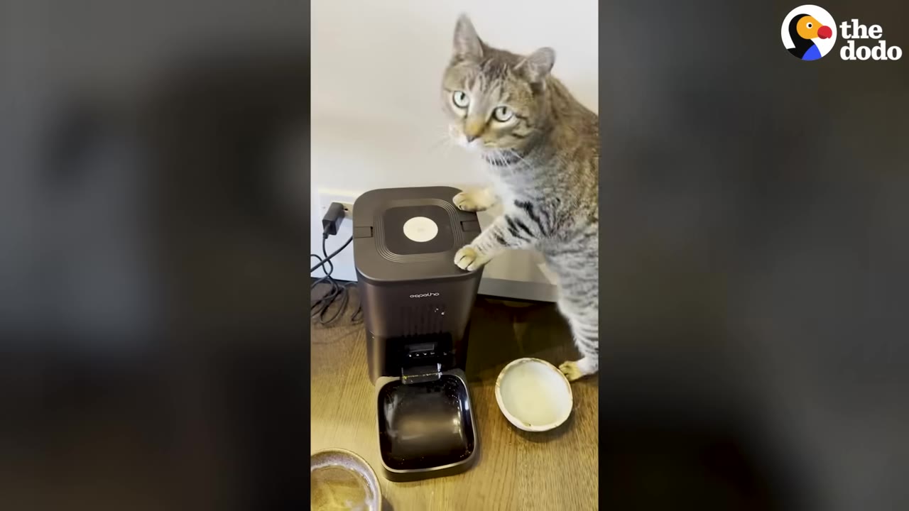 A tabby cat stands on its hind legs with its front paws resting on a black automatic pet feeder, looking directly at the camera.