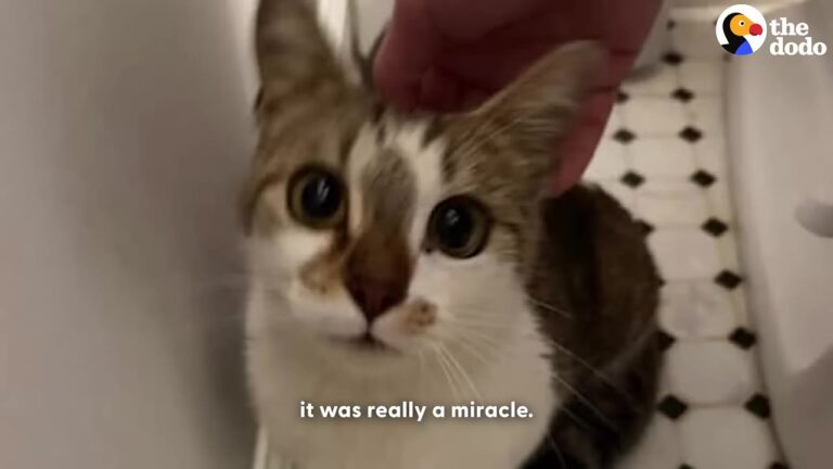 Kitten Vanishes In Arizona Wild For A Month, Then A Trail Camera Captures Something Tiny