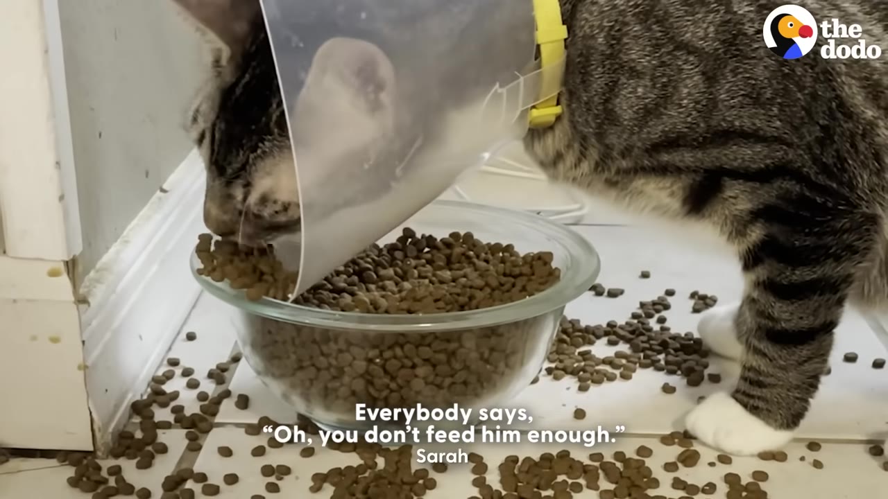 A tabby cat wearing a clear plastic protective cone eats kibble from a large glass bowl overflowing onto the floor.