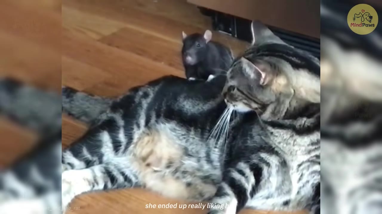 A tabby cat lying on a wooden floor with a small black rat sitting calmly on its back.