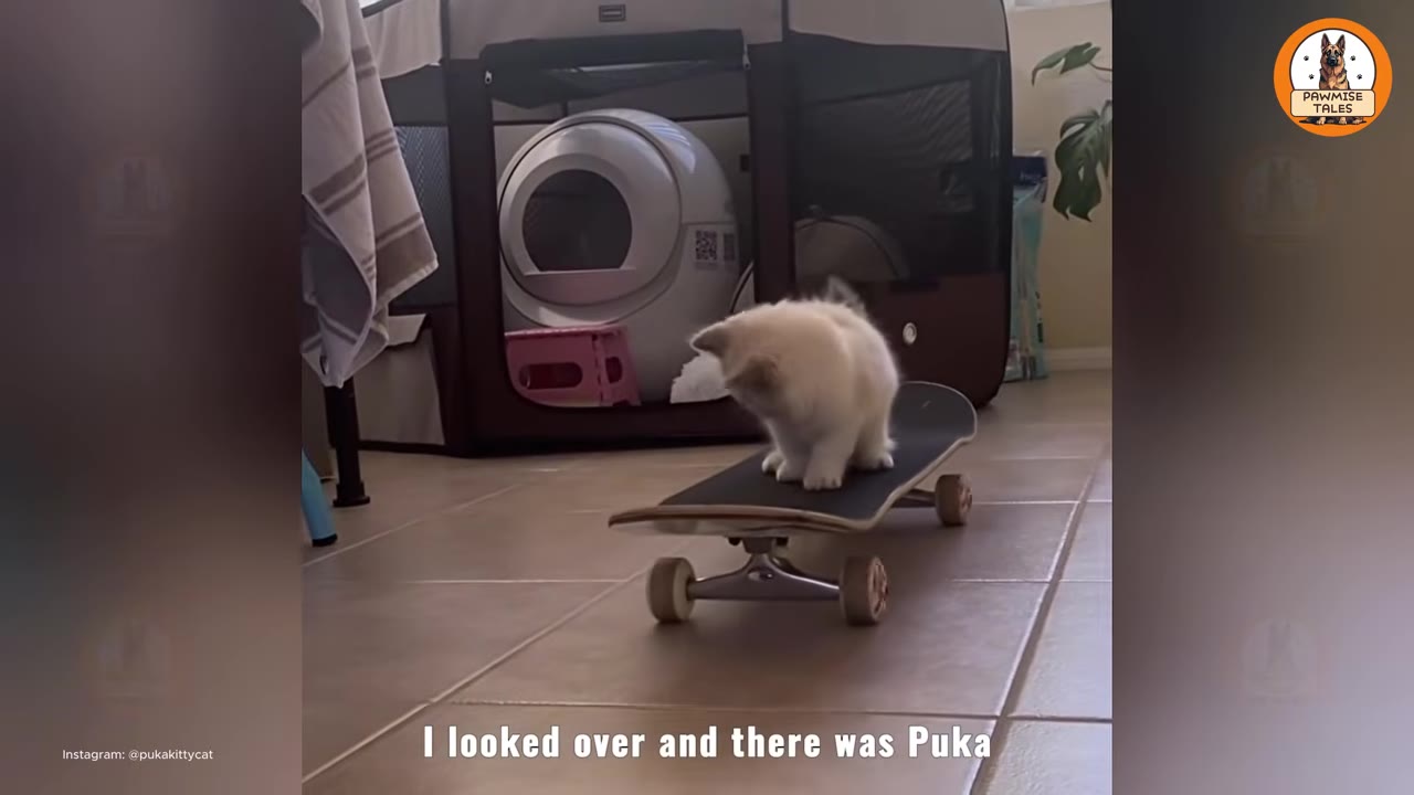 A small, fluffy white kitten named Puka stands on a black skateboard on a tiled floor.