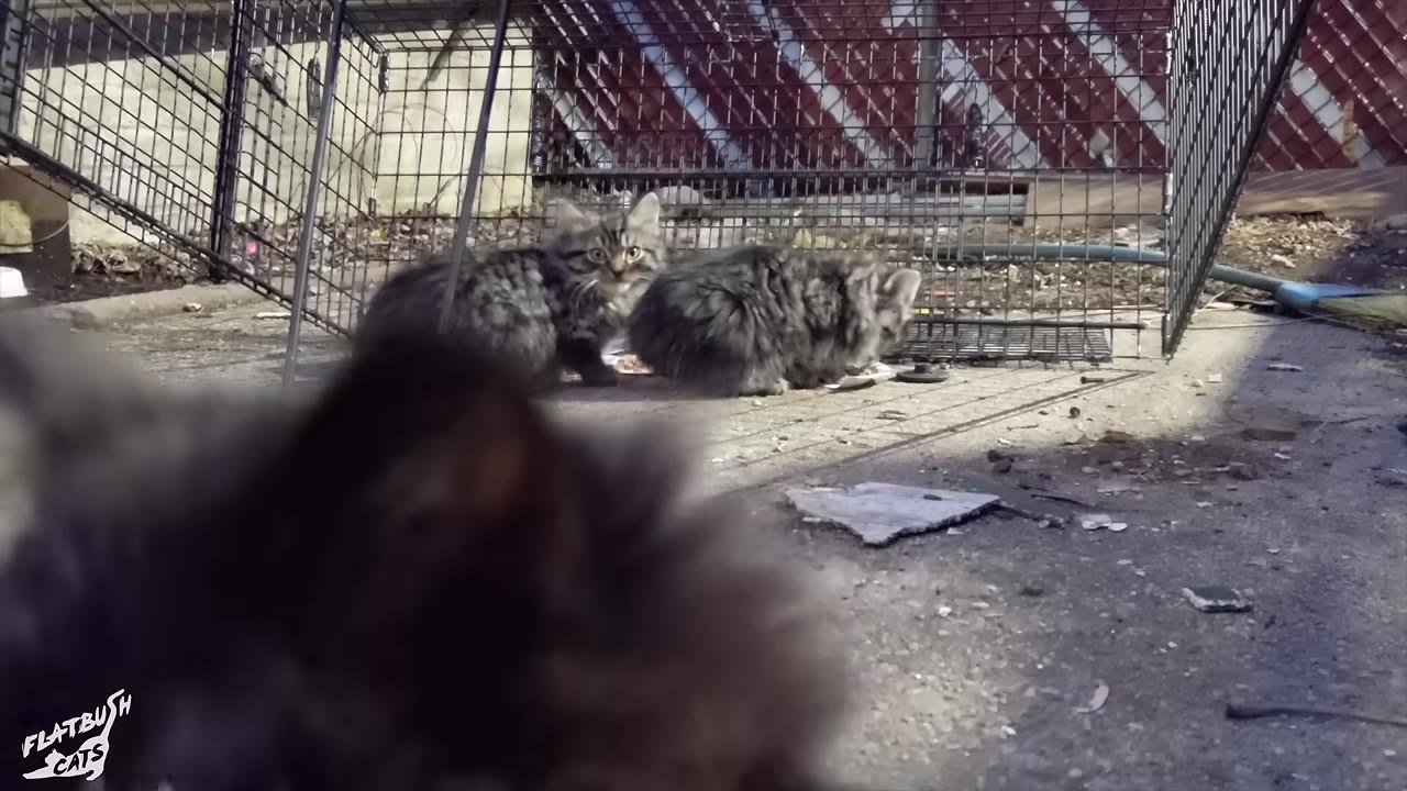 Two fluffy, grey tabby kittens stand near a wire cage trap on a concrete ground outdoors, looking towards the camera.