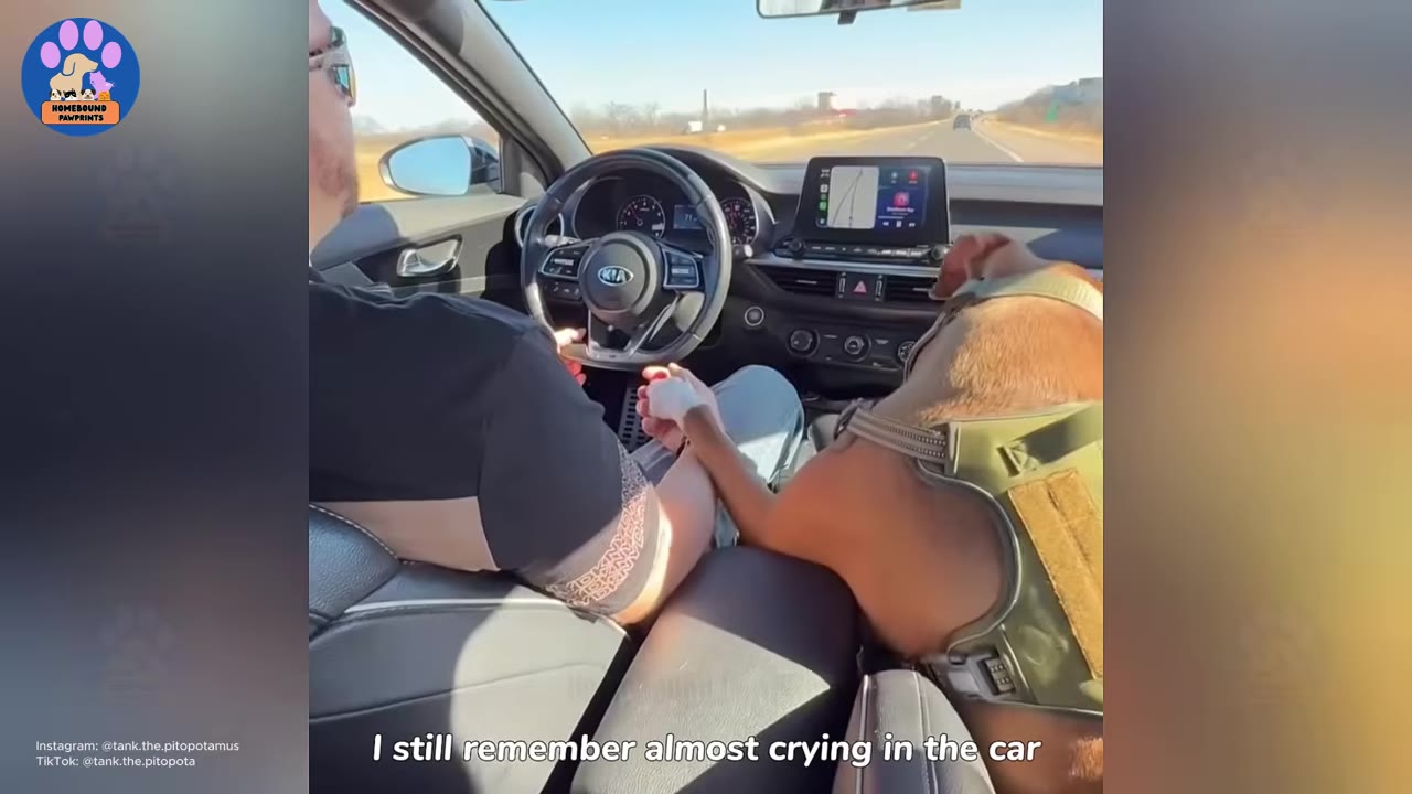 A view inside a car showing a man driving while holding hands with his wife in the passenger seat, with a brown dog wearing a harness sitting beside them.