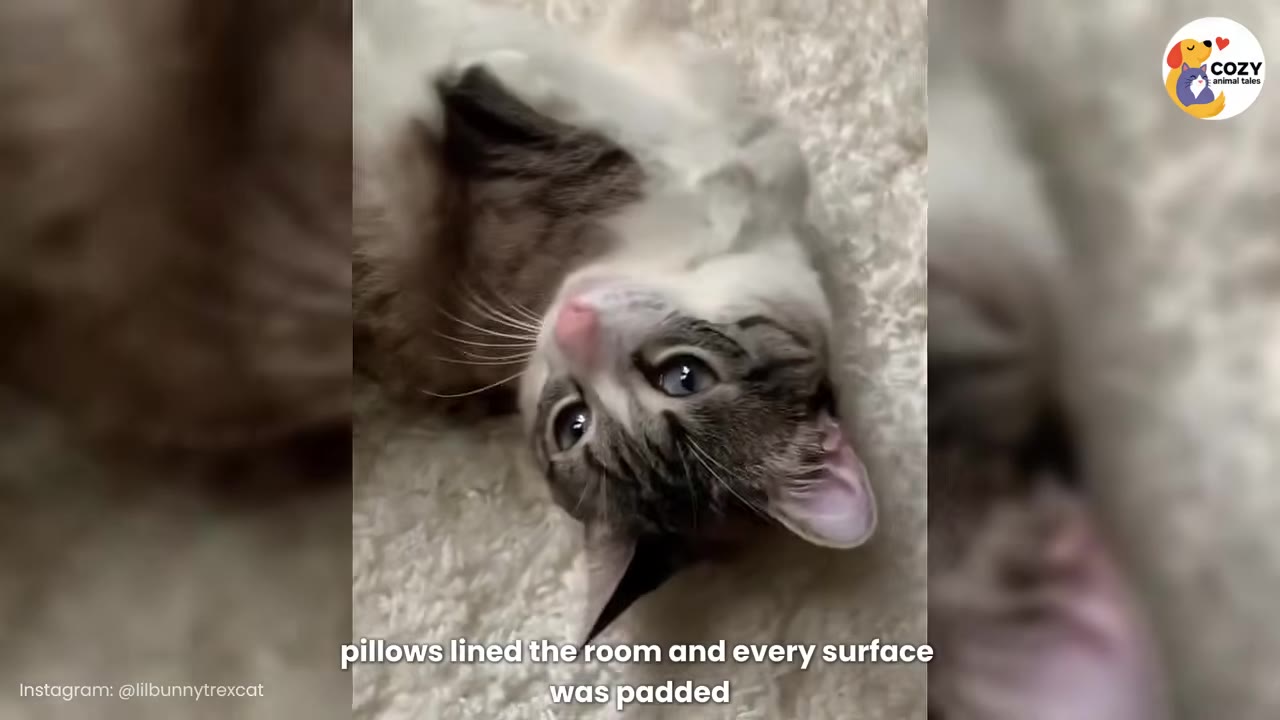 A close-up of a brown and white tabby cat lying on its back on a soft, fluffy white rug.
