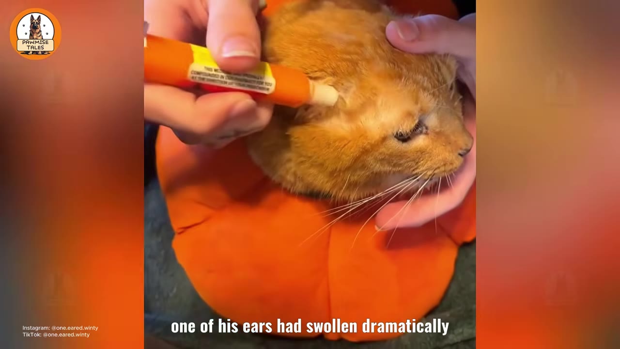 A close-up shot of an orange cat being held while a person applies medication from an orange tube to its ear, with the subtitle 'one of his ears had swollen dramatically' at the bottom.