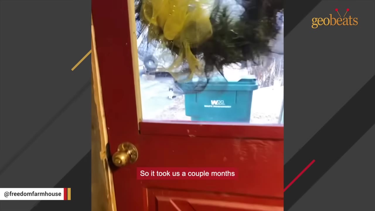 A view through a glass door with a decorative wreath, looking out at a green trash bin and a black and white cat sitting in the driveway.