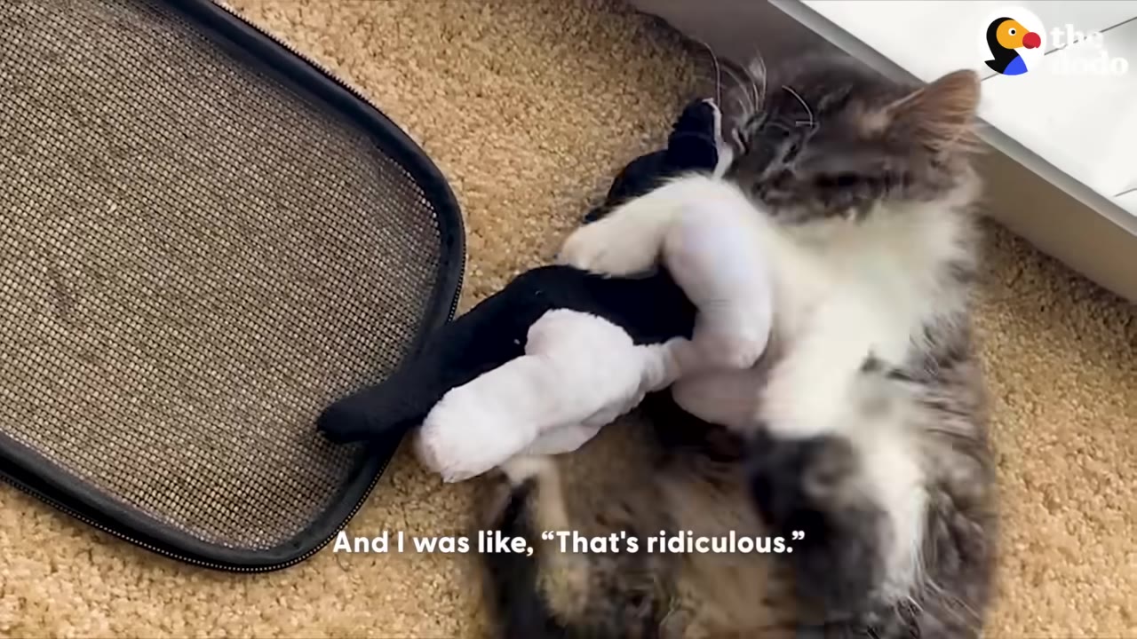 A fluffy grey and white kitten lies on its back on a carpeted floor, tightly hugging a small black-and-white stuffed cat toy.