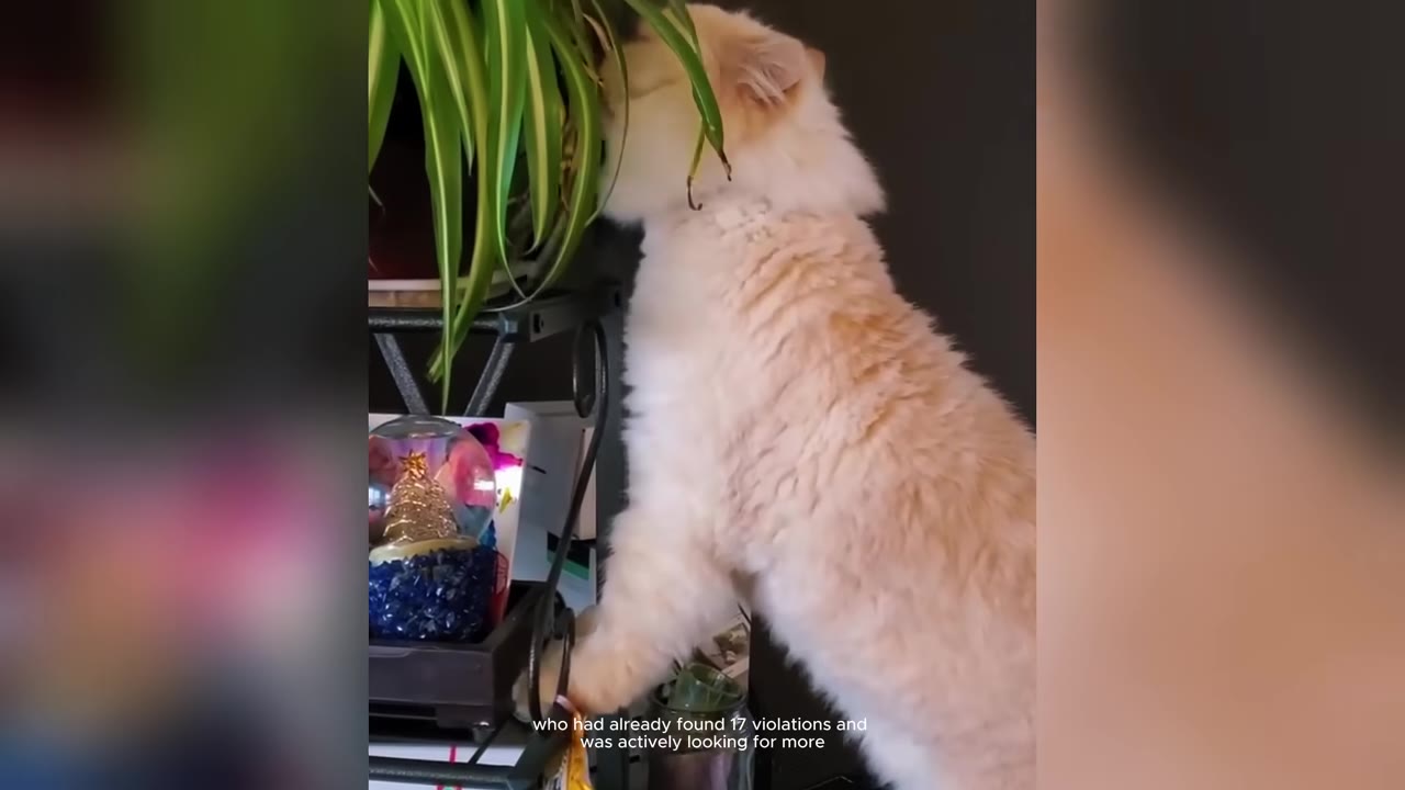 A fluffy, light-colored long-haired cat stands on its hind legs to sniff the green leaves of a houseplant on a shelf.