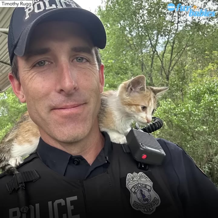 A close-up shot of a smiling police officer outdoors with a small calico kitten perched on his shoulder.