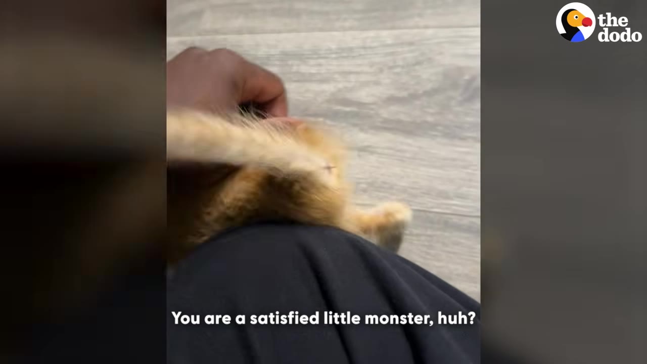 A close-up shot of a hand gently petting a small orange kitten resting on a person's lap, with the subtitle 'You are a satisfied little monster, huh?' visible at the bottom.