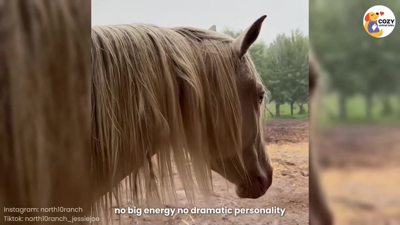 A close-up side profile of a light brown horse with a long, flowing blonde mane standing calmly outdoors.