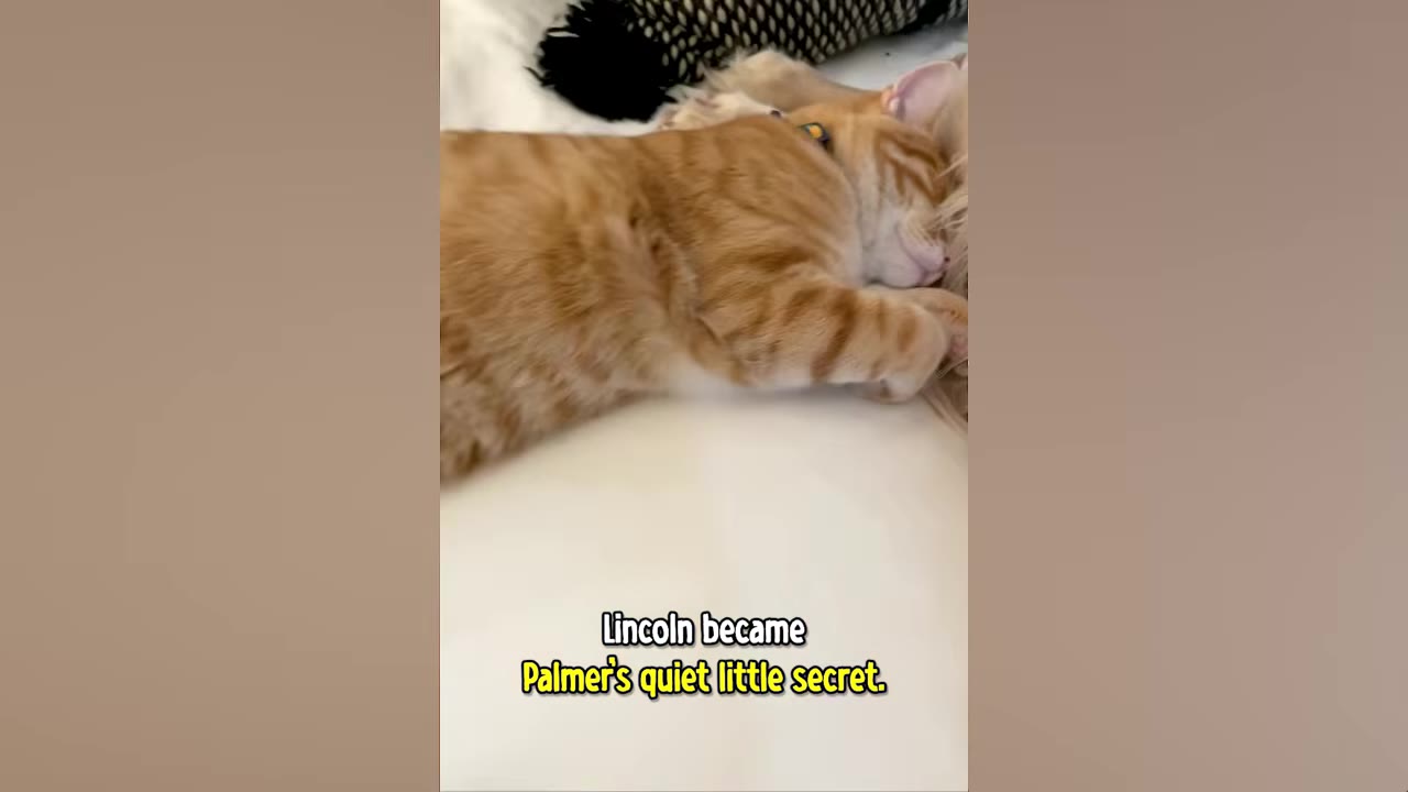 An orange tabby cat snuggles and sleeps next to a golden retriever's head on a white bed.