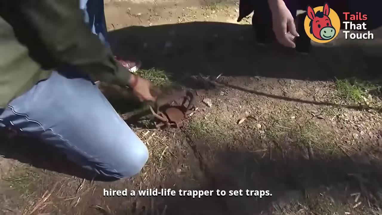 A person kneeling on the ground setting a metal leg-hold trap in the dirt.
