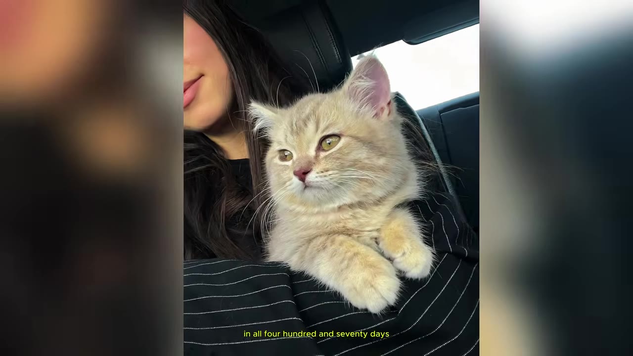 A fluffy golden kitten sitting calmly on a person's lap inside a car, looking forward with soft green eyes.