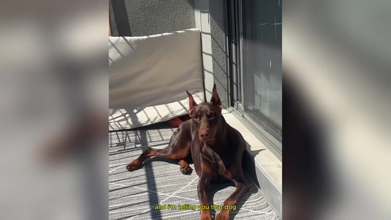 A brown Doberman Pinscher lies on a grey striped rug on an outdoor balcony, looking directly at the camera.