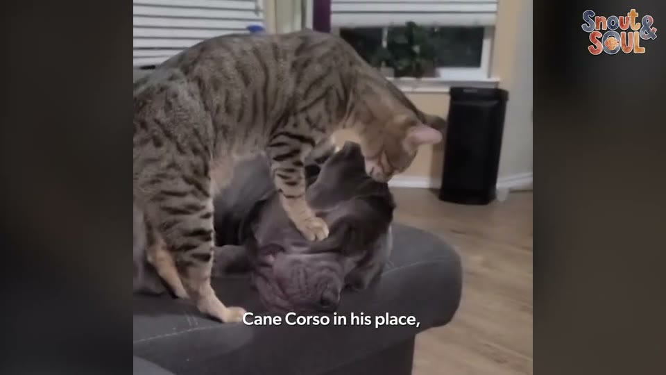 Video frame for A Rocky Introduction