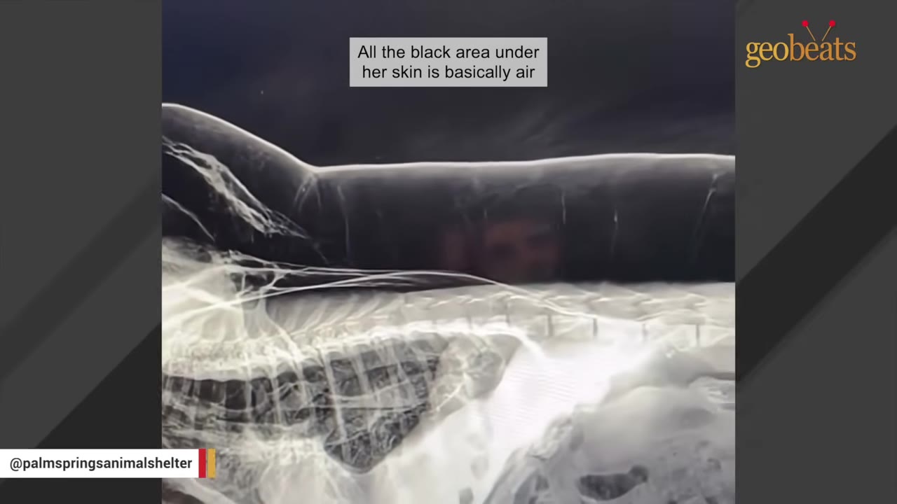 An x-ray image of a cat showing a large black pocket of trapped air under the skin along its back.