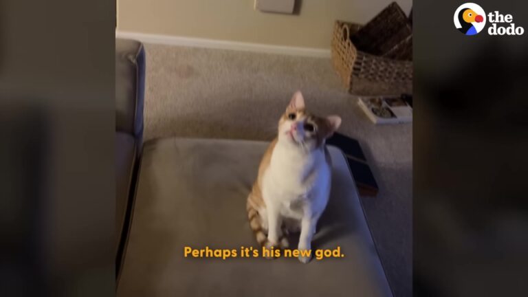 California Cat Becomes Weirdly Suspicious Of One Object Hanging Above Him