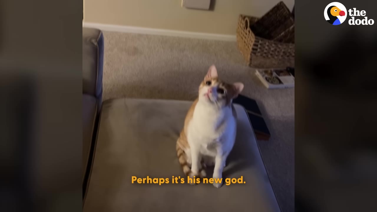 An orange and white cat sits on a grey cushion, looking up intently with wide eyes.