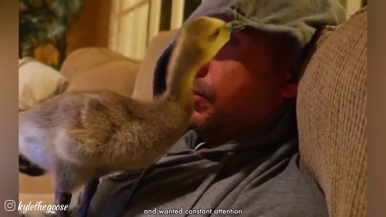 A young gosling stands on the chest of a man who is resting his head back on a couch.