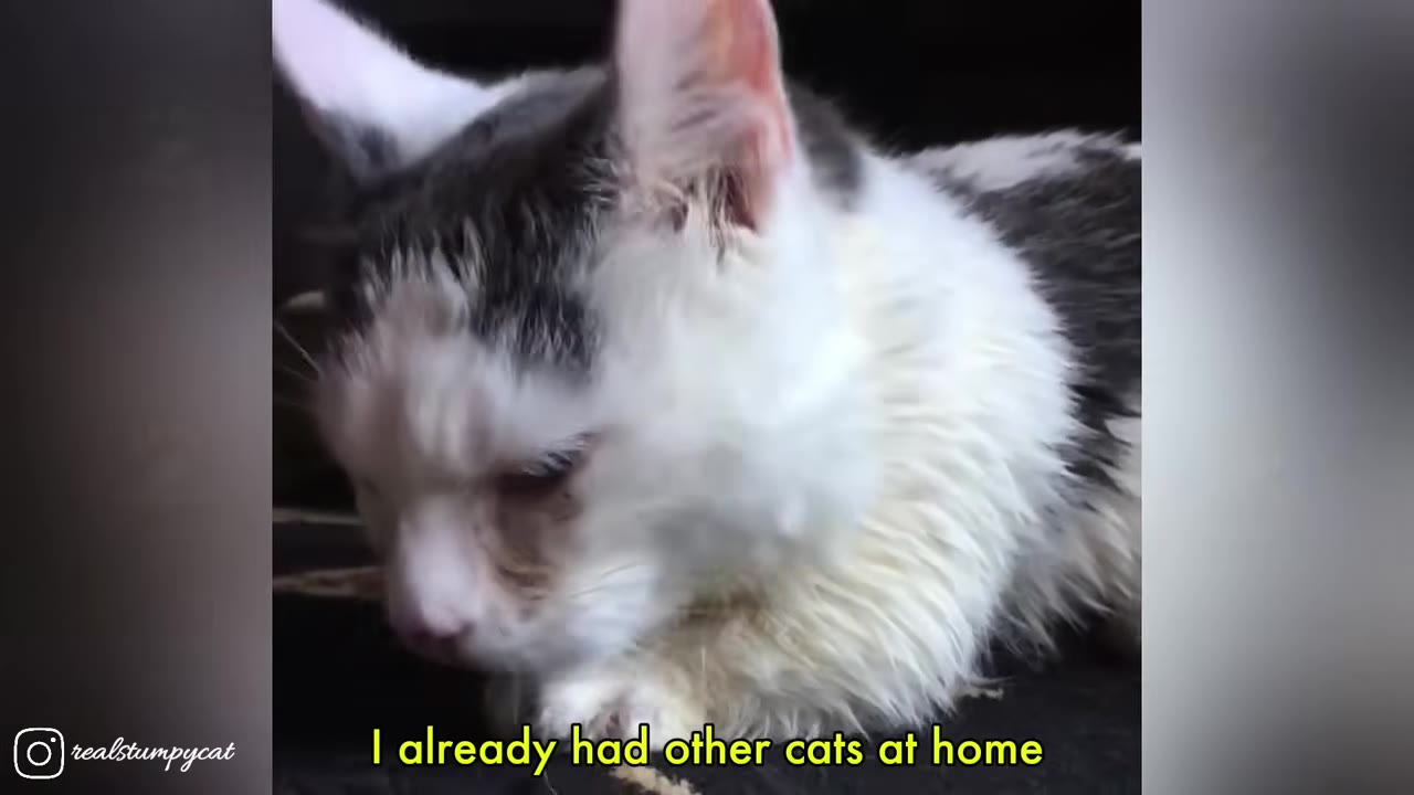 A close-up of a small, fragile-looking white and grey cat with scruffy fur looking down.