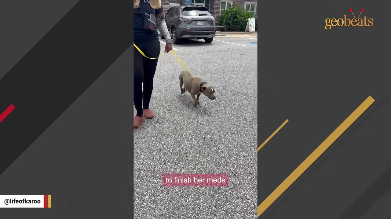 A small grey dog on a yellow leash is walked across a paved parking lot by a person, with a caption reading 'to finish her meds'.