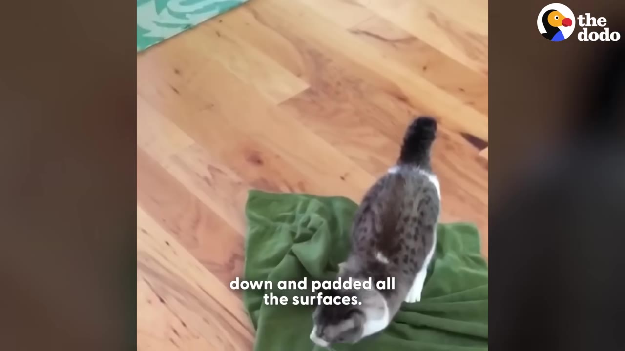 A grey and white cat stands on a soft green blanket laid out on a wooden floor.