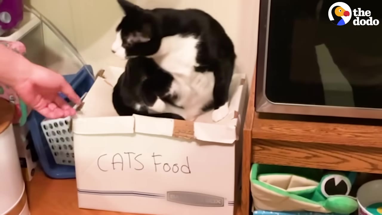 A black and white cat sits inside a cardboard box labeled 'CATS Food' while a hand reaches toward it.
