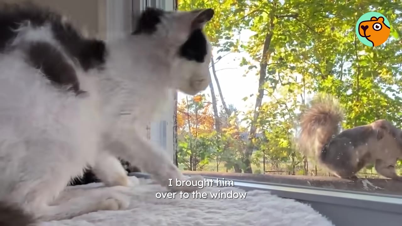 A black and white cat sits on a white blanket by a window, looking out at a squirrel on the ledge outside.