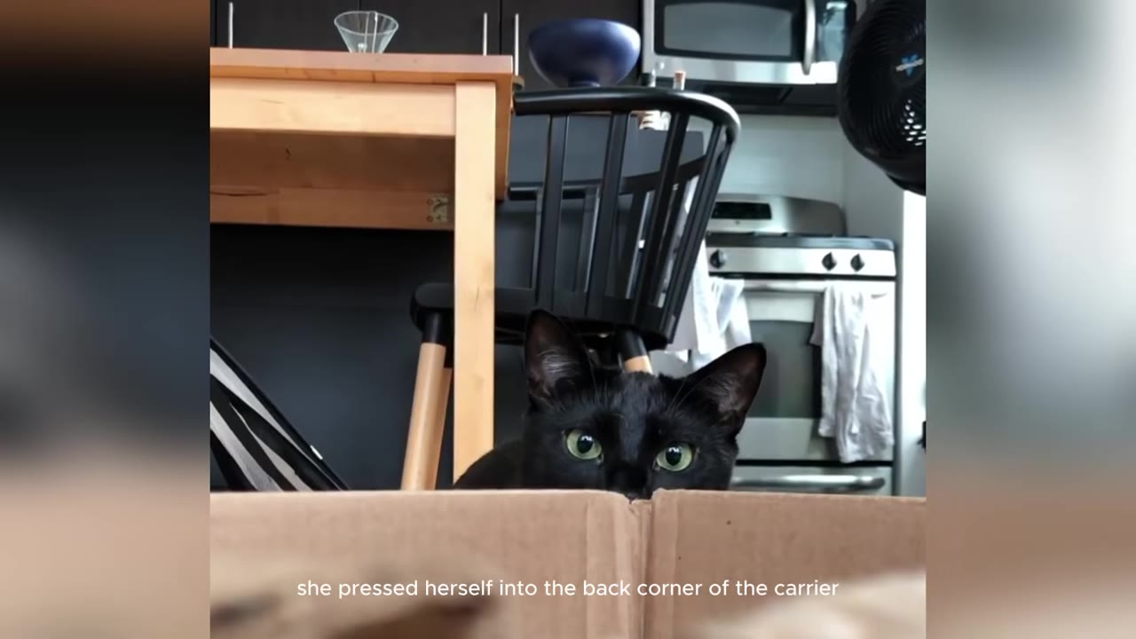 A close-up of a black cat with striking green eyes peeking over the edge of a cardboard box, looking directly forward.