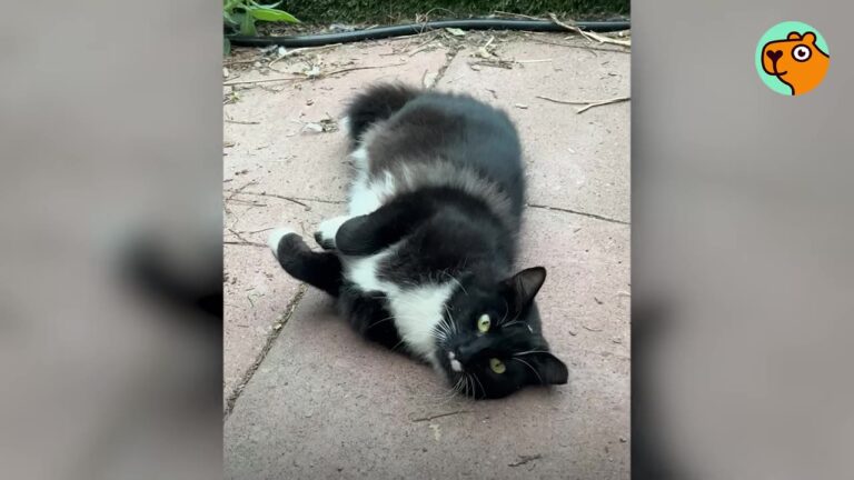 California Cat Showed Up Feral And Malnourished, But One Backyard Addition Changed His Life Forever
