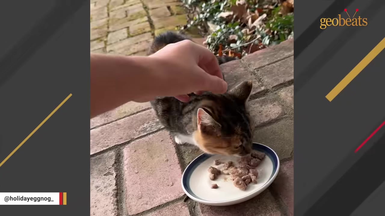 A hand gently pets a small calico and tabby cat as it eats wet food from a small white plate on a brick walkway.