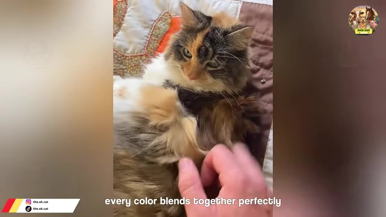 A close-up shot of a fluffy calico cat with green eyes lying on its back on a patterned quilt while being gently petted.