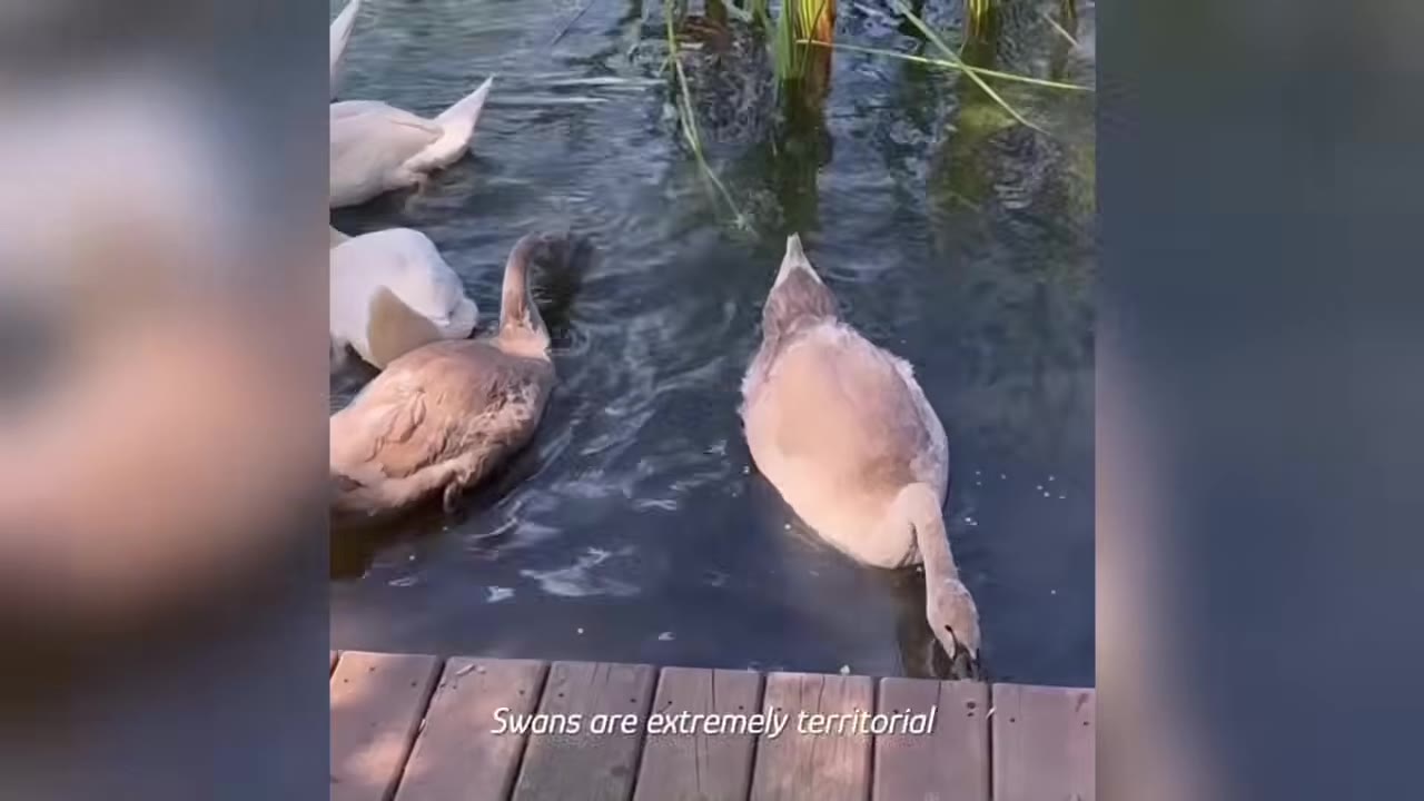 Several swans swimming in the water near a wooden dock, with the caption 'Swans are extremely territorial' visible at the bottom.