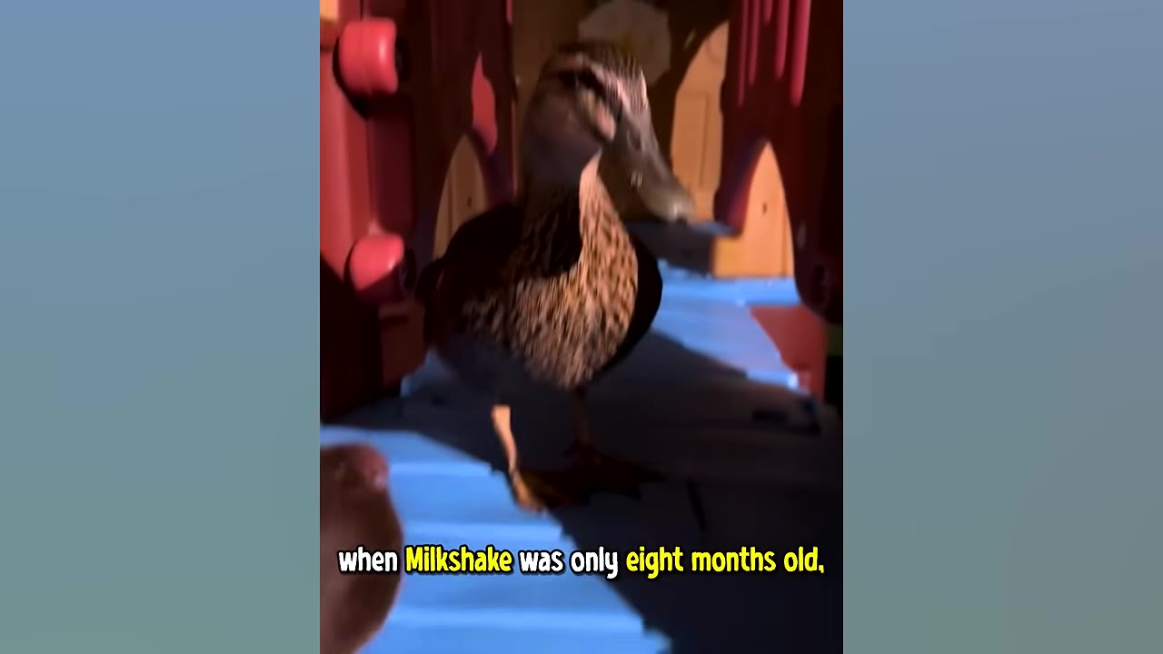 A mallard duck standing on a blue plastic play structure with text overlay reading 'when Milkshake was only eight months old,'.