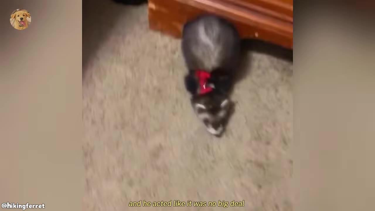 A ferret wearing a red harness walks across a beige carpeted floor.