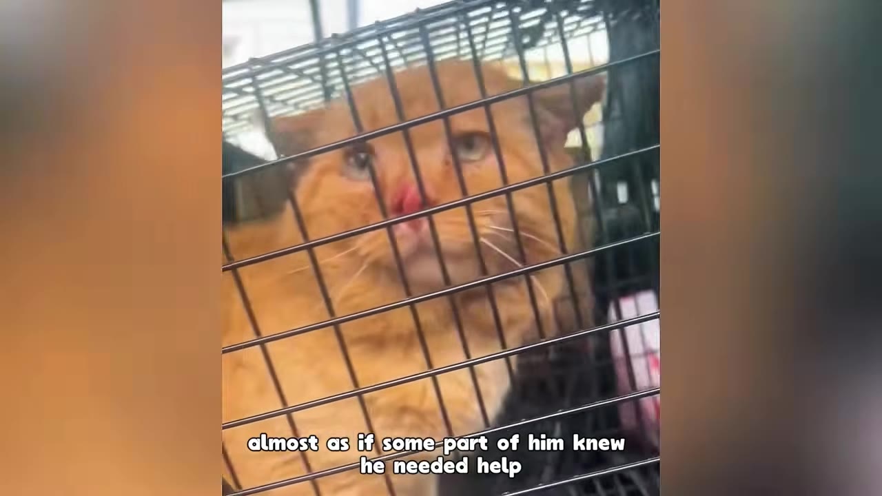 A close-up of a sad-looking orange cat inside a wire cage, looking through the bars with wide eyes.