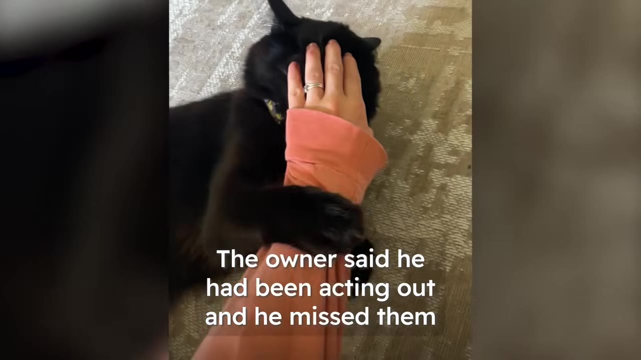 A black cat holding onto a person's arm wearing a pink sleeve, with text overlay stating the owner said the cat had been acting out and missed them.