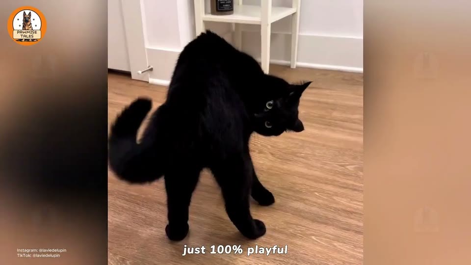 Video frame for A Tiny Boy In A Giant Cone