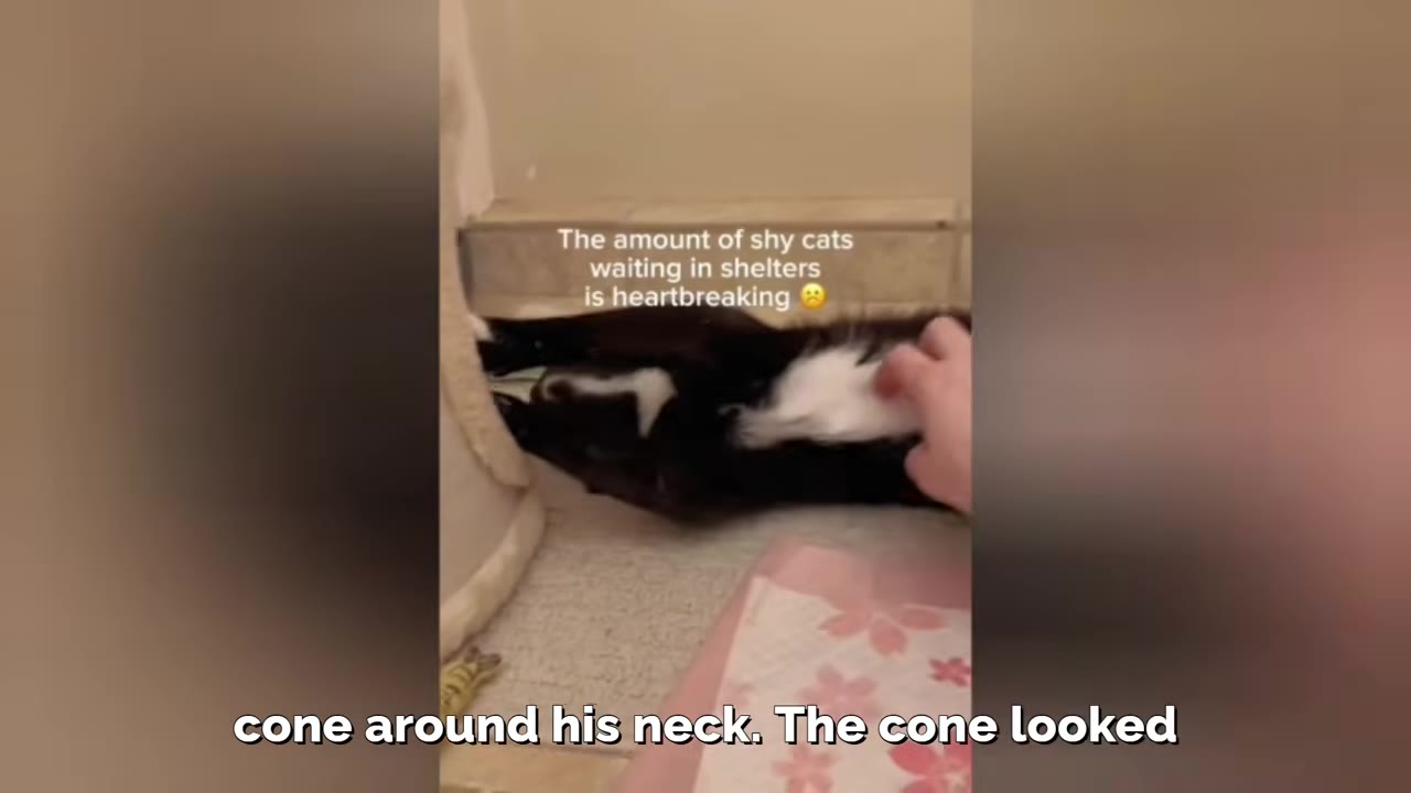 A hand gently pets a black and white kitten lying down on a soft surface.
