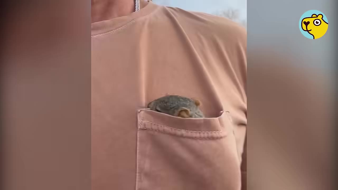 A close-up of a tiny baby squirrel peeking out from the front pocket of a man's light brown t-shirt.
