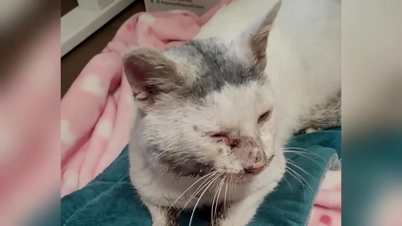 A close-up of a white and grey cat with dirt and injuries around its nose and mouth, resting on a blue towel.