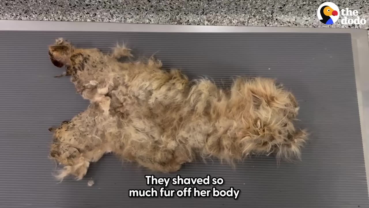 A large, single piece of matted, dirty tan fur that has been shaved off a dog, lying flat on a gray ribbed mat on a table.