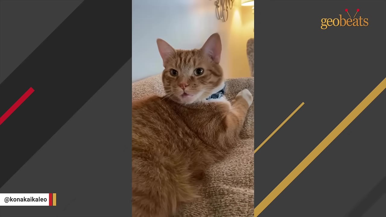An orange and white tabby cat lying on a textured couch with its mouth slightly open as if meowing.