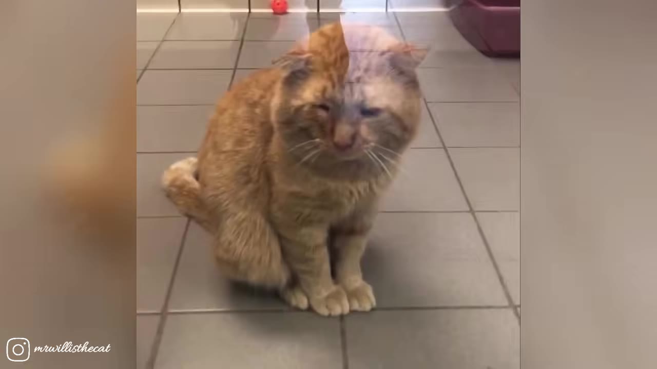 A sad-looking orange tabby cat sitting on a tiled floor inside a shelter enclosure.