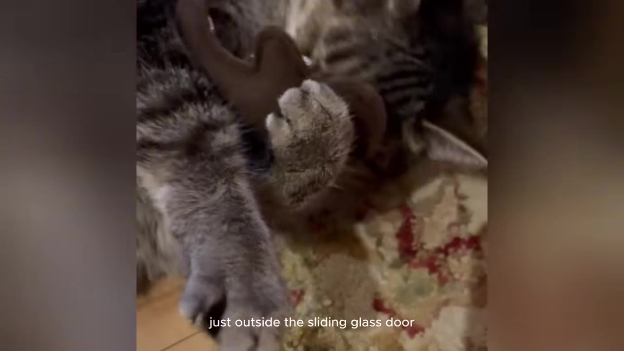 A close-up of a tabby cat lying down with the text 'just outside the sliding glass door' at the bottom.