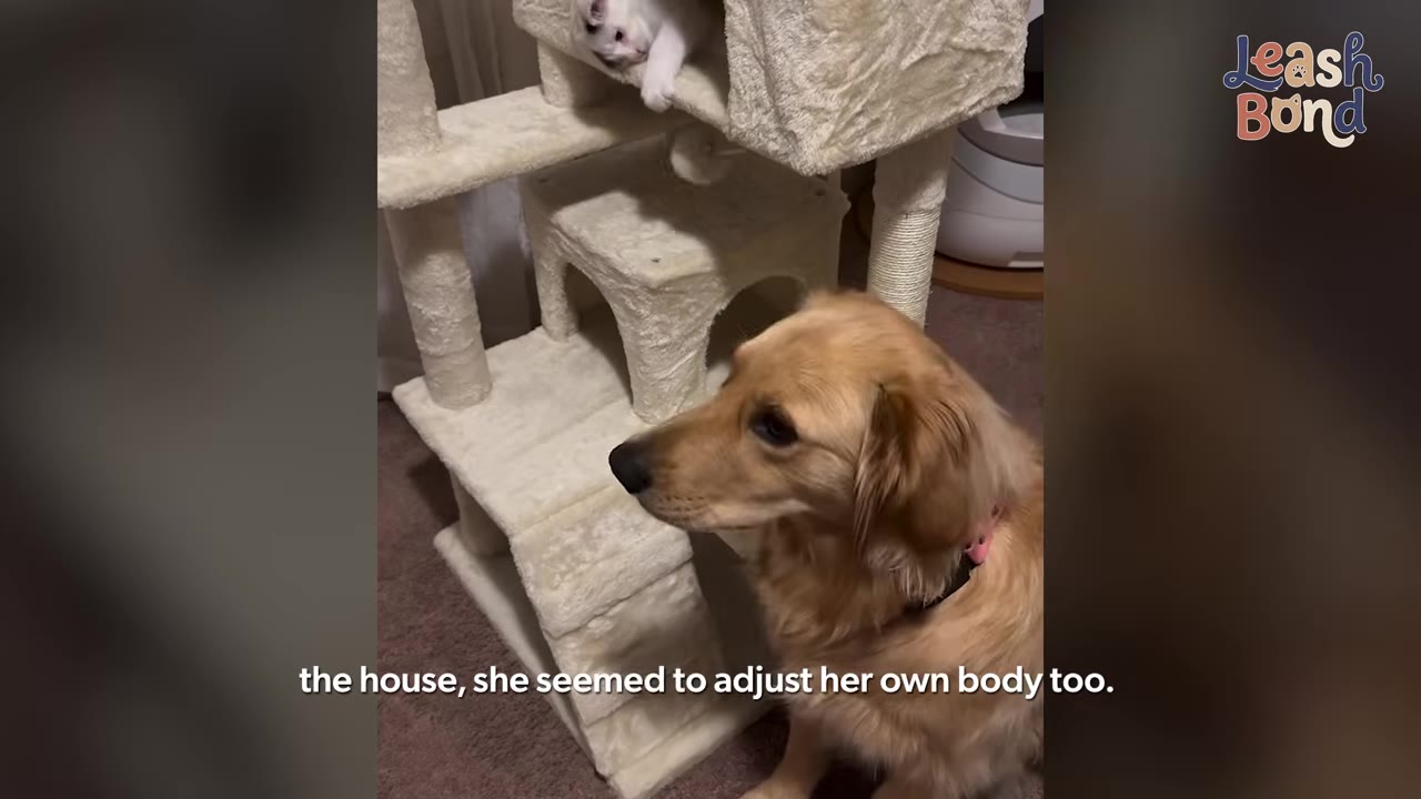 A golden retriever sits next to a beige cat tree, looking up towards a black and white kitten peeking out from the top level.