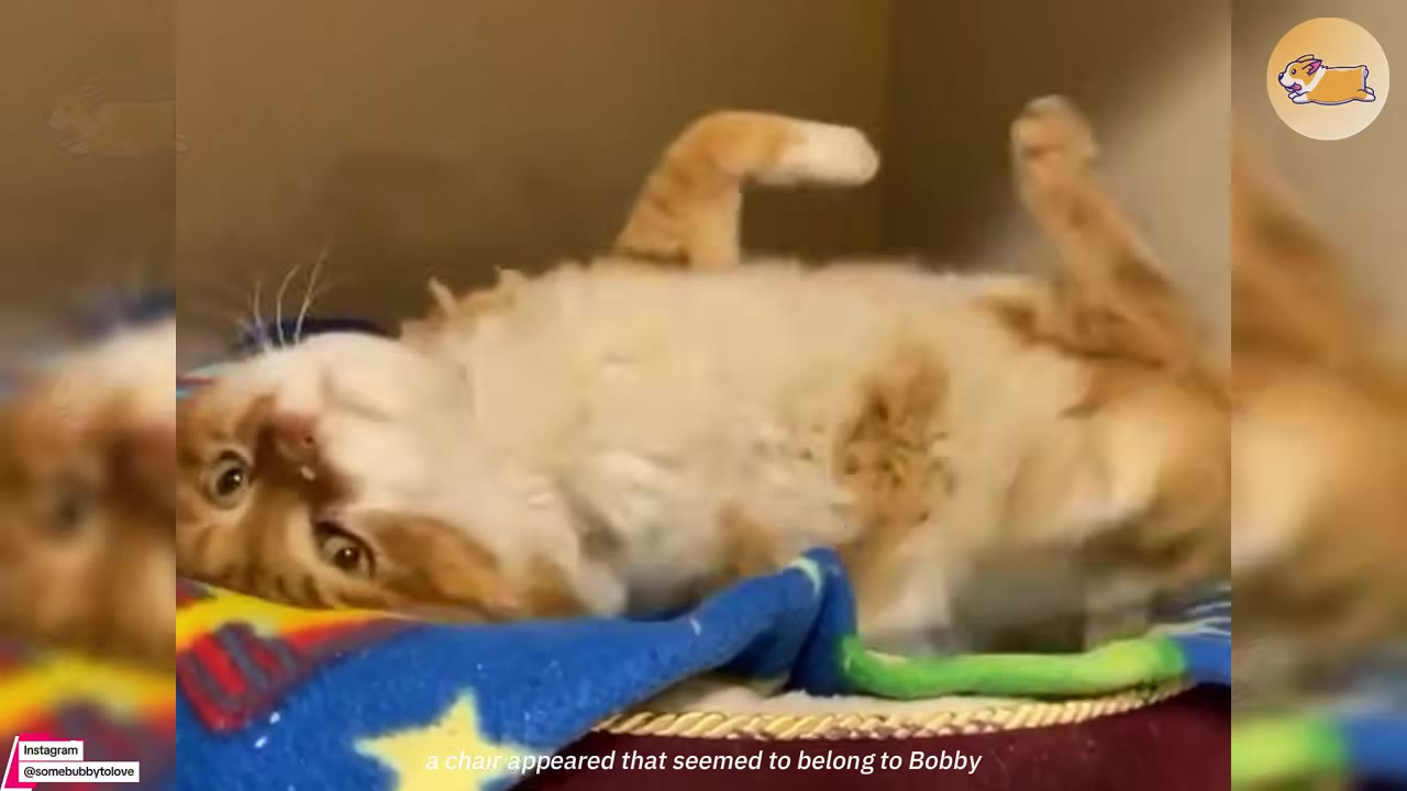 An orange and white cat lying on its back on a blue blanket with yellow stars.